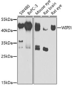 WIPI1 Polyclonal Antibody, Invitrogen 100 &mu;L; Unconjugated:Antibodies,