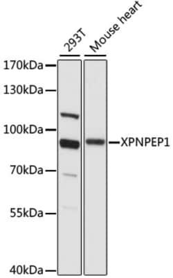 Invitrogen XPNPEP1 Polyclonal Antibody 100 μL; Unconjugated:Antibodies,