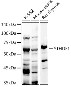 Invitrogen YTHDF1 Polyclonal Antibody 100 μL; Unconjugated:Antibodies,