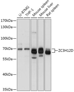 Invitrogen ZC3H12D Polyclonal Antibody 100 &mu;L; Unconjugated:Antibodies,