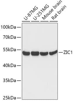Invitrogen ZIC1 Polyclonal Antibody 100 &mu;L; Unconjugated:Antibodies,