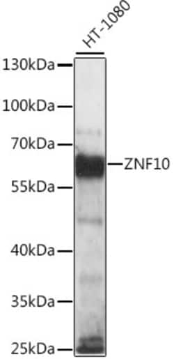 Invitrogen ZNF10 Polyclonal Antibody 100 &mu;L | Buy Online | Invitrogen&trade; | Fisher Scientific