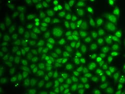 Invitrogen ZNF346 Polyclonal Antibody 100 &mu;L; Unconjugated:Antibodies,
