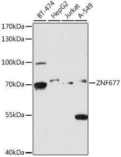 Invitrogen ZNF677 Polyclonal Antibody 100 &mu;L; Unconjugated:Antibodies,
