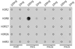 Invitrogen H3R8me1 Polyclonal Antibody 100 μL; Unconjugated:Antibodies,