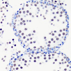 Invitrogen H3R8me1 Polyclonal Antibody 100 μL; Unconjugated:Antibodies,