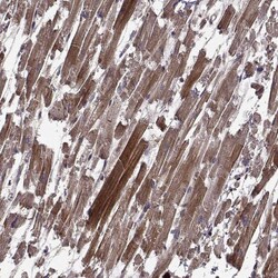 Invitrogen TRMU Polyclonal Antibody 100 &mu;L; Unconjugated:Antibodies,