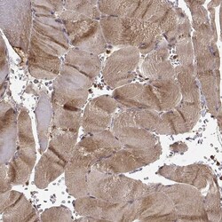 Invitrogen TRMU Polyclonal Antibody 100 &mu;L; Unconjugated:Antibodies,