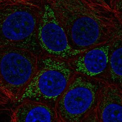 Invitrogen A4GALT Polyclonal Antibody 100 &mu;L; Unconjugated:Antibodies,
