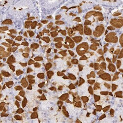 Invitrogen Creatine Kinase BB Polyclonal Antibody 100 μL; Unconjugated:Antibodies,