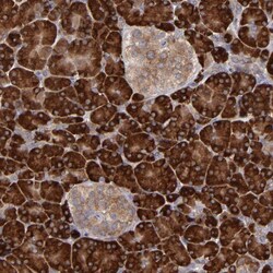 Invitrogen MTHFD1 Polyclonal Antibody 100 &mu;L | Buy Online | Invitrogen&trade; | Fisher Scientific