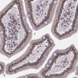 Invitrogen ELF1 Polyclonal Antibody 100 μL; Unconjugated:Antibodies,