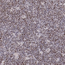 Invitrogen ELF1 Polyclonal Antibody 100 μL; Unconjugated:Antibodies,