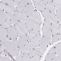 Invitrogen ELF1 Polyclonal Antibody 100 μL; Unconjugated:Antibodies,