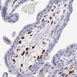 Invitrogen Factor XIII A Polyclonal Antibody 100 μL; Unconjugated:Antibodies,