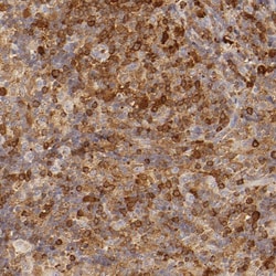 Invitrogen APOBEC3G Polyclonal Antibody 100 &mu;L; Unconjugated:Antibodies,
