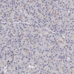 Invitrogen APOBEC3G Polyclonal Antibody 100 &mu;L; Unconjugated:Antibodies,