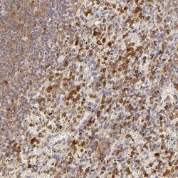 Invitrogen APOBEC3G Polyclonal Antibody 100 &mu;L; Unconjugated:Antibodies,