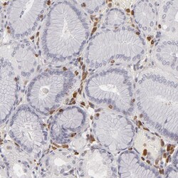 Invitrogen APOBEC3G Polyclonal Antibody 100 &mu;L; Unconjugated:Antibodies,