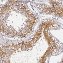 Invitrogen APOBEC3G Polyclonal Antibody 100 &mu;L; Unconjugated:Antibodies,