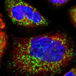 Invitrogen DIABLO Polyclonal Antibody 100 μL; Unconjugated:Antibodies,