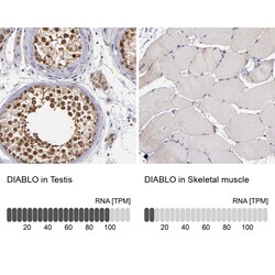 Invitrogen DIABLO Polyclonal Antibody 100 μL; Unconjugated:Antibodies,