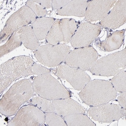 Invitrogen DIABLO Polyclonal Antibody 100 μL; Unconjugated:Antibodies,