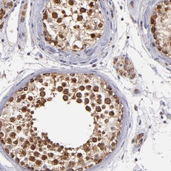 Invitrogen DIABLO Polyclonal Antibody 100 μL; Unconjugated:Antibodies,
