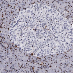 Invitrogen WASP Polyclonal Antibody 100 μL; Unconjugated:Antibodies,