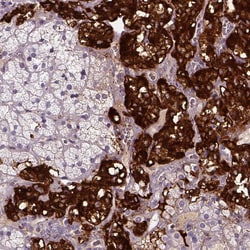Invitrogen Dopamine beta Hydroxylase Polyclonal Antibody 100 &mu;L; Unconjugated:Antibodies,