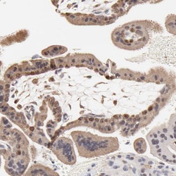 Invitrogen Survivin Polyclonal Antibody 100 μL; Unconjugated:Antibodies,