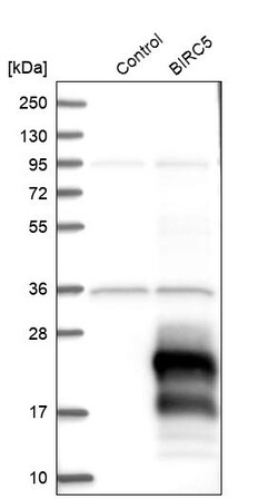 Invitrogen Survivin Polyclonal Antibody 100 &mu;L | Buy Online | Invitrogen&trade; | Fisher Scientific