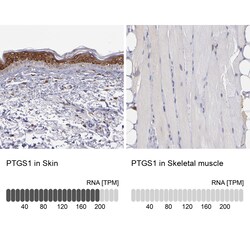Invitrogen COX1 Polyclonal Antibody 100 &mu;L; Unconjugated:Antibodies,