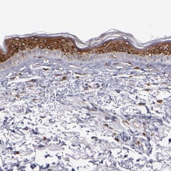 Invitrogen COX1 Polyclonal Antibody 100 &mu;L; Unconjugated:Antibodies,