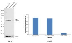 Invitrogen COX1 Polyclonal Antibody 100 &mu;L; Unconjugated:Antibodies,