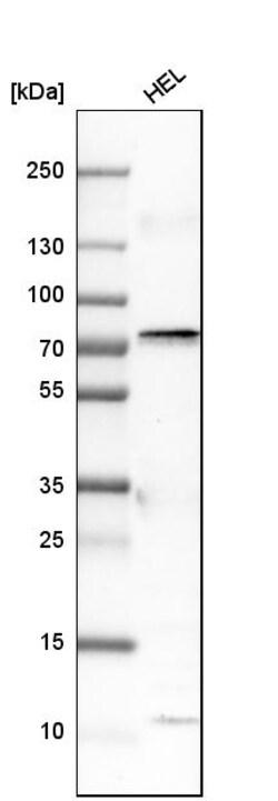 Invitrogen COX1 Polyclonal Antibody 100 &mu;L | Buy Online | Invitrogen&trade; | Fisher Scientific