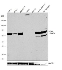Invitrogen COX1 Polyclonal Antibody 100 &mu;L; Unconjugated:Antibodies,