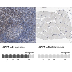 Invitrogen SKAP55 Polyclonal Antibody 100 &mu;L; Unconjugated:Antibodies,
