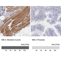Invitrogen Myoglobin Polyclonal Antibody 100 &mu;L; Unconjugated:Antibodies,