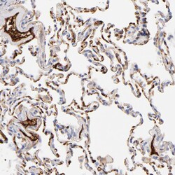 Invitrogen Complement C3 Polyclonal Antibody:Antibodies:Primary Antibodies