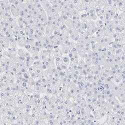 P2Y8 Polyclonal Antibody:Antibodies, Polyclonal