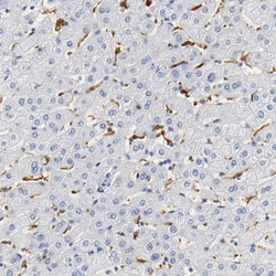 Invitrogen IL-18 Polyclonal Antibody 100 μL; Unconjugated:Antibodies,