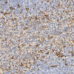 Invitrogen IL-18 Polyclonal Antibody 100 μL; Unconjugated:Antibodies,