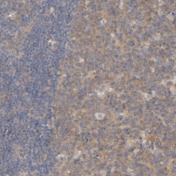 Invitrogen Carboxypeptidase B2 Polyclonal Antibody 100 &mu;L; Unconjugated:Antibodies,