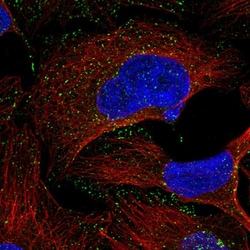 Invitrogen RAB5C Polyclonal Antibody 100 &mu;L; Unconjugated:Antibodies,