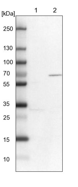 Invitrogen KIF2A Polyclonal Antibody 100 &mu;L; Unconjugated:Antibodies,