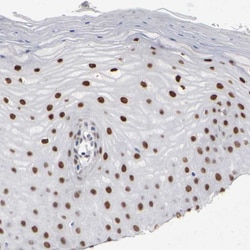 Invitrogen Fra2 Polyclonal Antibody:Antibodies:Primary Antibodies