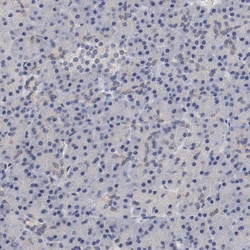 Invitrogen Fra2 Polyclonal Antibody:Antibodies:Primary Antibodies