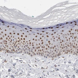 Invitrogen Fra2 Polyclonal Antibody:Antibodies:Primary Antibodies