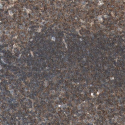 Invitrogen TEC Polyclonal Antibody 100 μL; Unconjugated:Antibodies,